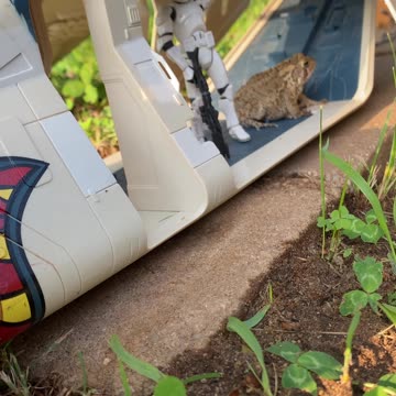 FUNNY TOAD IN DROPSHIP