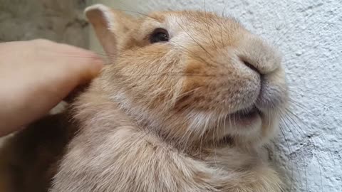 Rabbit Purrs While Being Petted