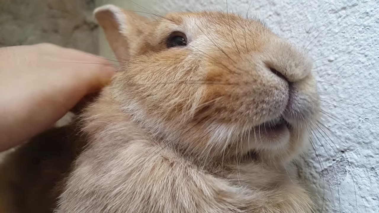 Rabbit Purrs While Being Petted