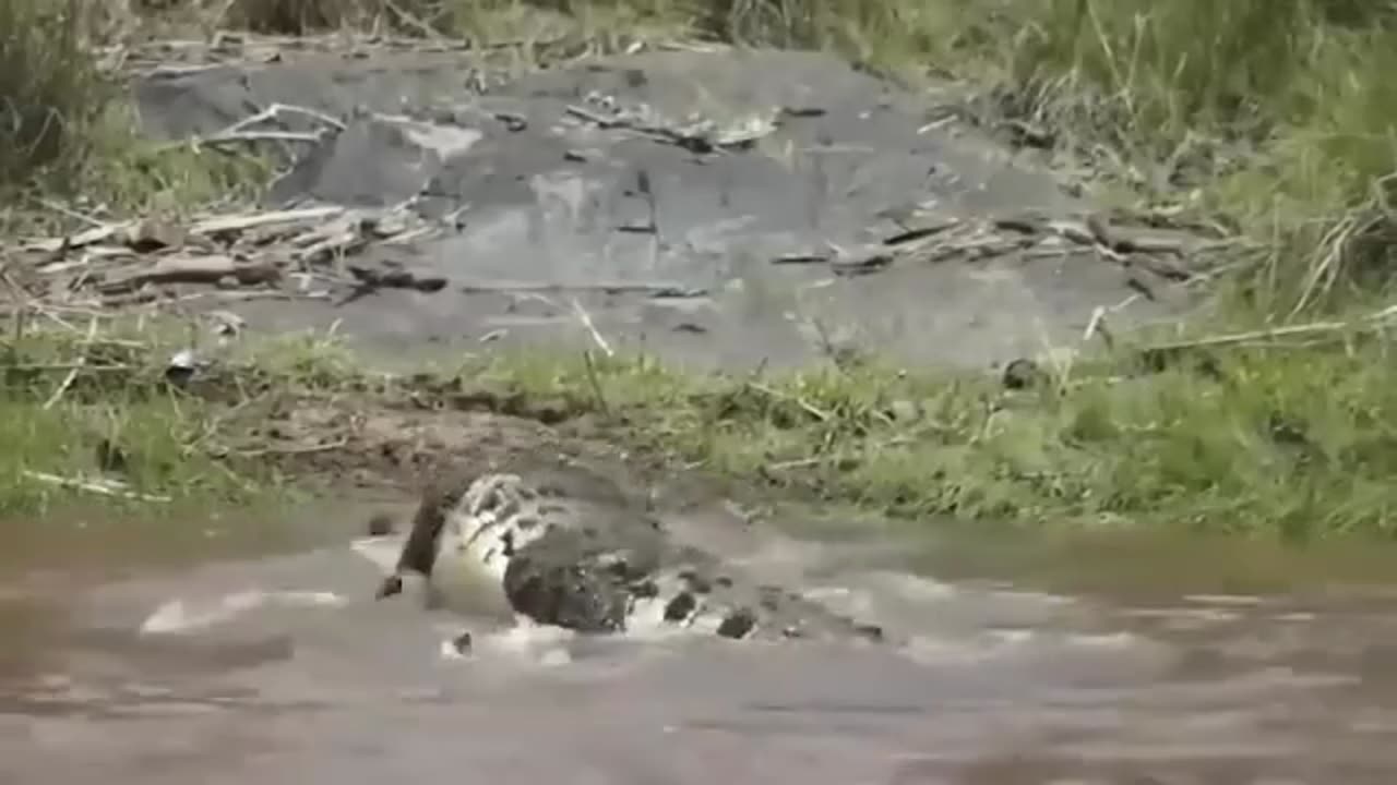 Freedom of Animals
