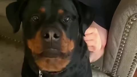 Dogs are the best protectors#dog#funny#funnyanimals#funnypets#animals #pet #foryou #longervideos