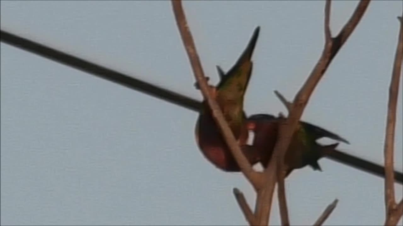 Fighting Lorikeets 6