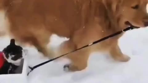 Dog on a Mission in the Snow! ❄️🐾📦