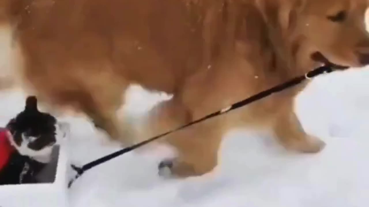 Dog on a Mission in the Snow! ❄️🐾📦