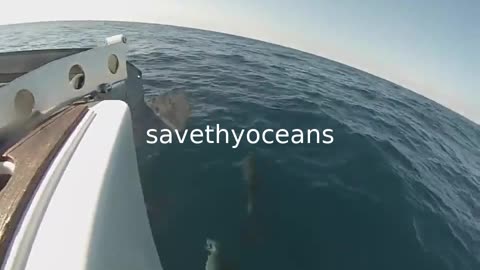 Dolphins Vs Boat - Who Won The Race