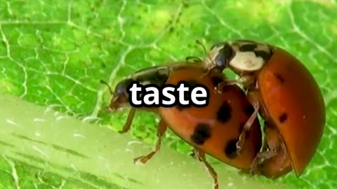 🐞🌿 The Mighty Ladybug – Tiny Bug, Huge Appetite! 🐜💪