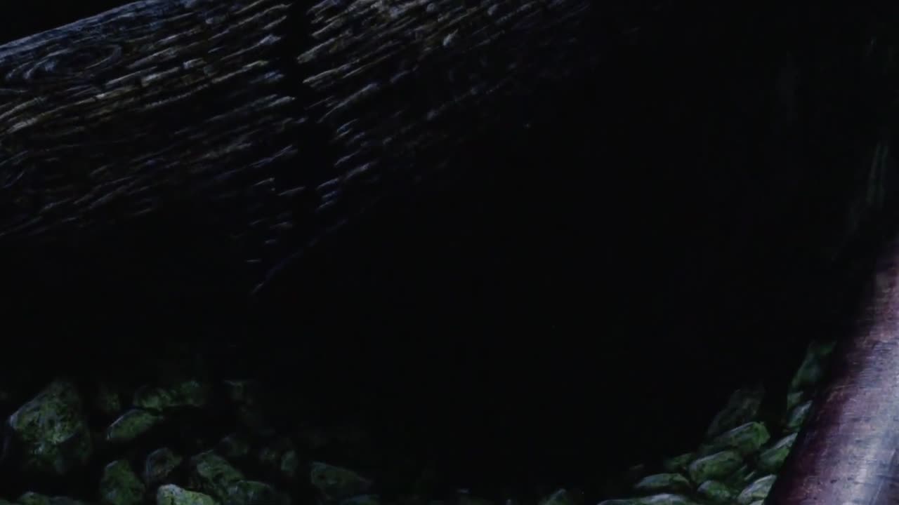 The Plague Dogs (1982)
