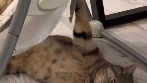 🐱👶 Kitty Works as a Babysitter | FunFM