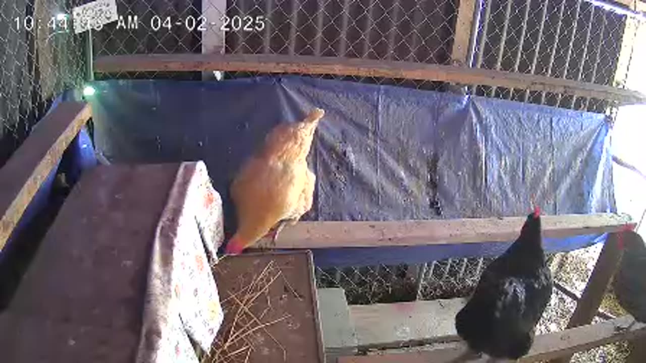 Why are you all waiting for the same nesting box?
