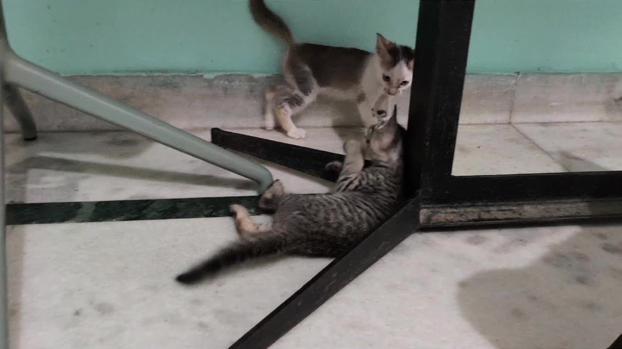 25th July Kitten Vlog Patch Alt taking a dump