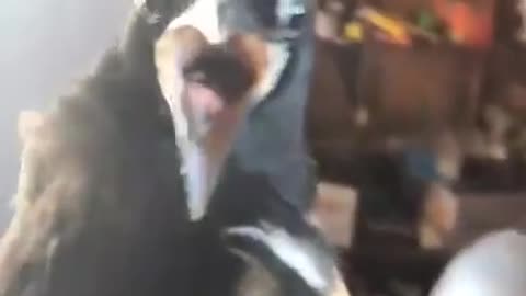 🪟🏃‍♂️ Hilarious Window Escape Attempt! | FunFM