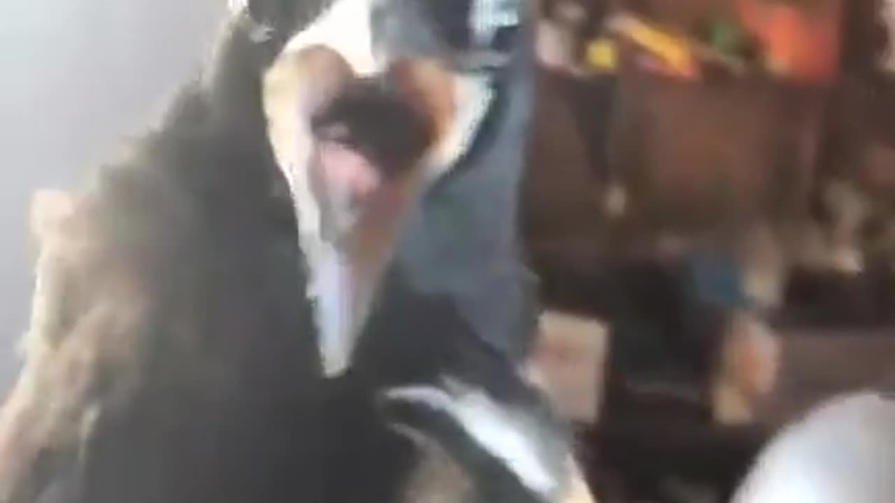 🪟🏃‍♂️ Hilarious Window Escape Attempt! | FunFM