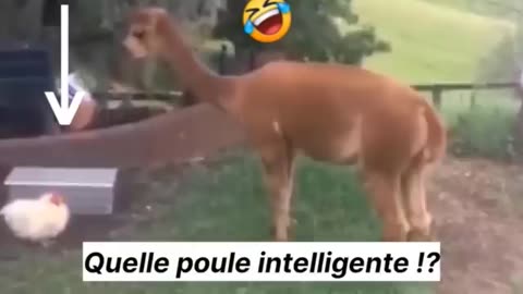 “This Clip Broke Me 😂💥 | Funniest Moment on the Internet Today!”