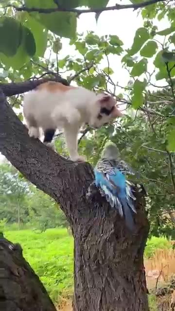 Cat vs Bird! 🐱🦜 Epic Showdown! | Funny Animal Battle #shorts"