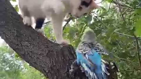 Cat vs Bird! 🐱🦜 Epic Showdown! | Funny Animal Battle #shorts"