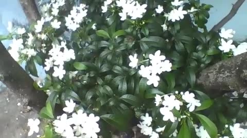 A beautiful garden of white flowers, this flower is a light for the eyes [Nature & Animals]