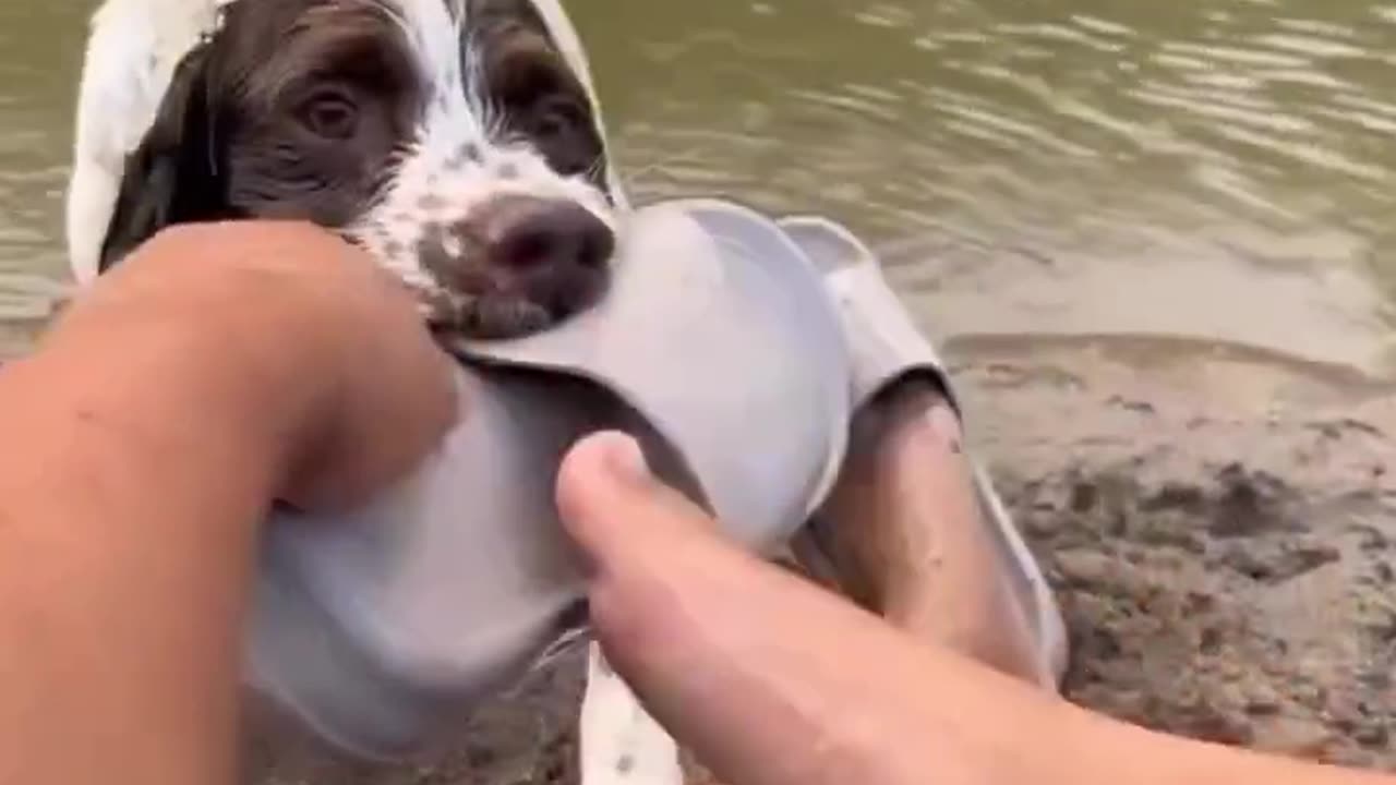 Throw it! THROW IT!