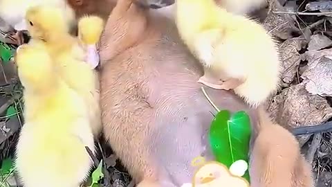 A mother duck took in a lonely stray puppy