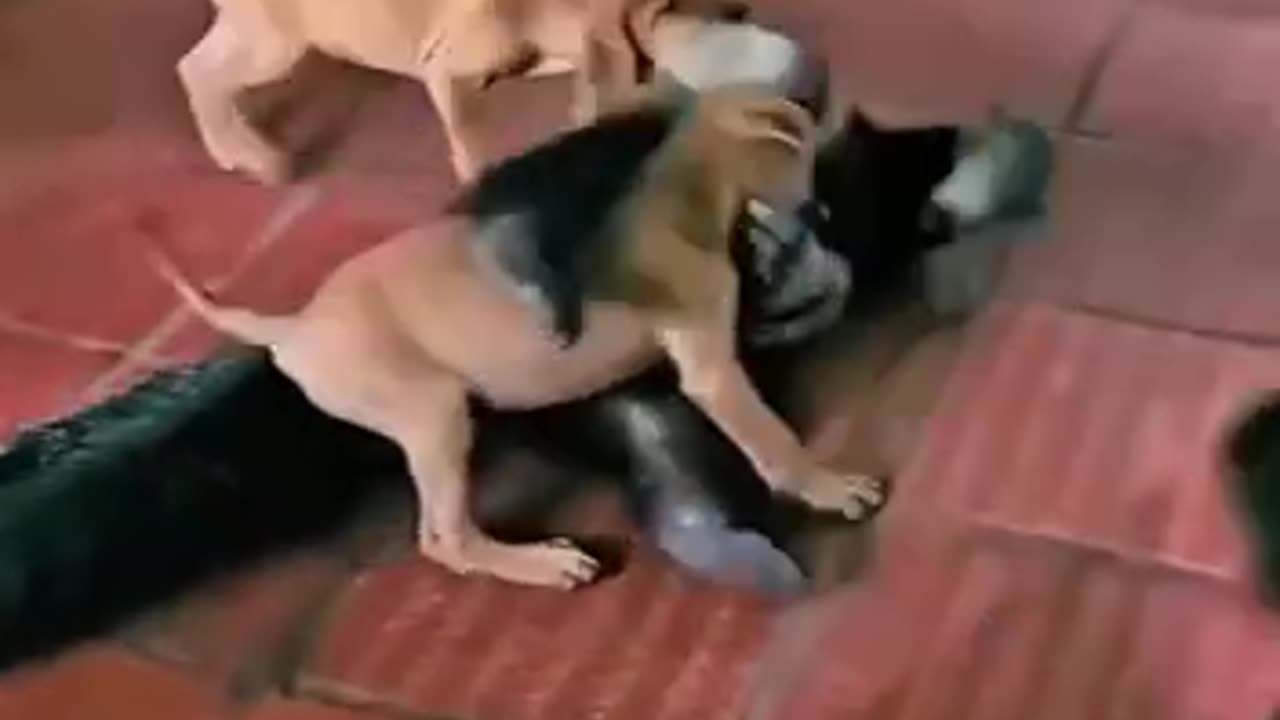 Puppies and giant ant eater play fight