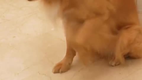 Dog Picks 1 Biscuit Bowl… Then Sees the Other One! 😂🐶🍪