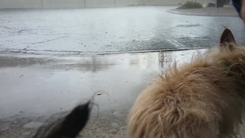 Kiko Villanova ChaCha Paco caught in rain at rest stop so we go under neighbors carport_20250715_409
