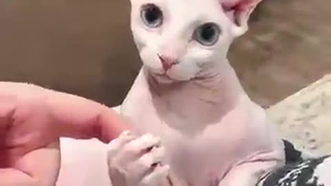 Incredible: before and after animal transformation ""