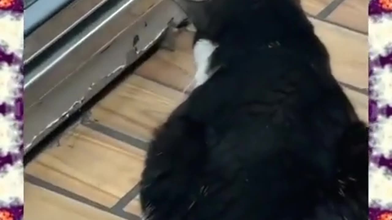 😂🐶 Dog Learns Theory Then Practice! You Won't Believe How! | FunFM