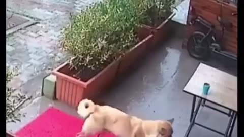 A Stray Dog’s Act of Heroism