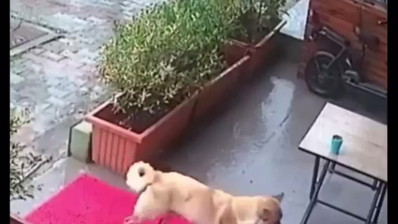 A Stray Dog’s Act of Heroism