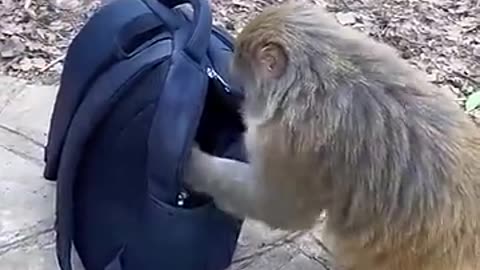 Funny Animal Video