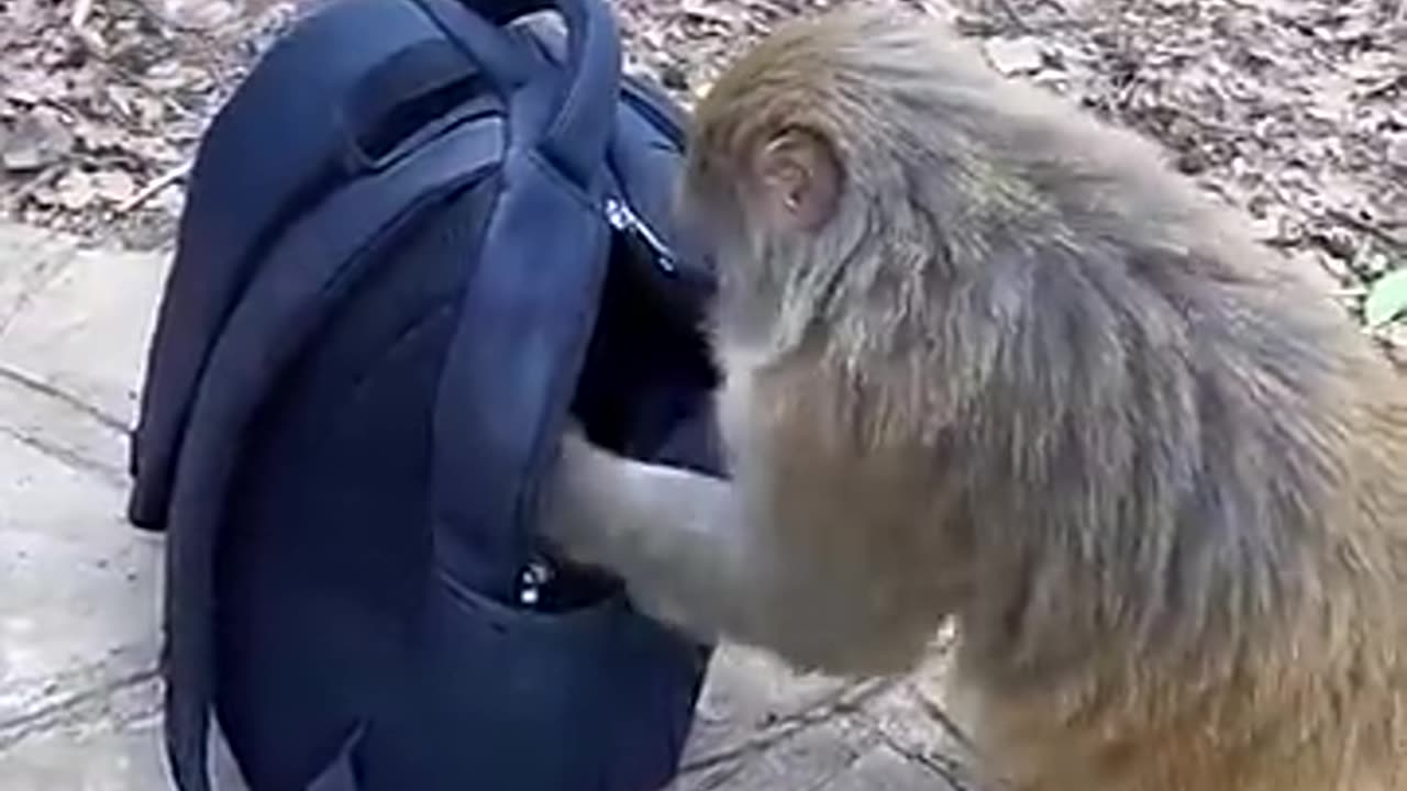 Funny Animal Video