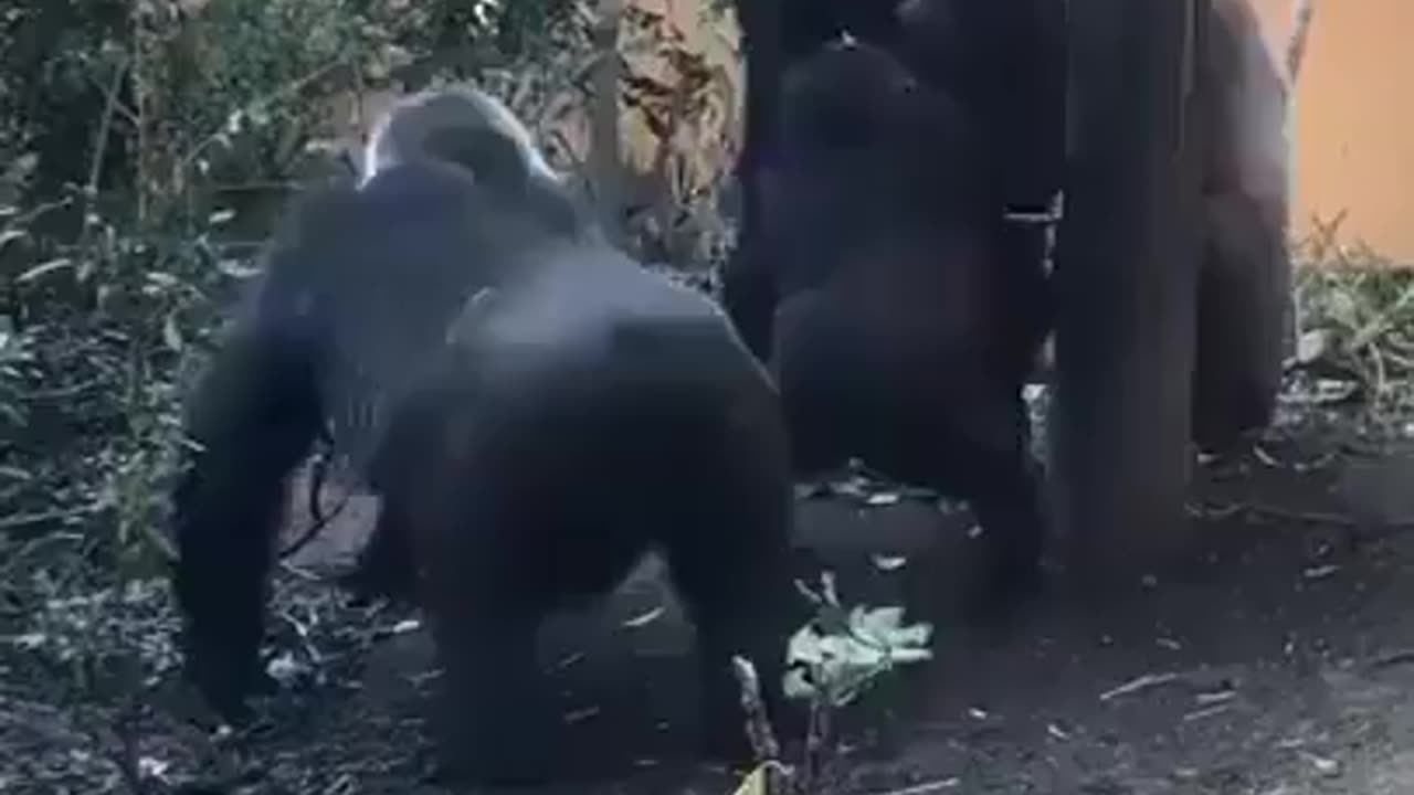 This is how female gorillas seduce males.