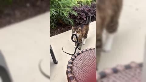 you_ll_get_a_cat_after_watching_these