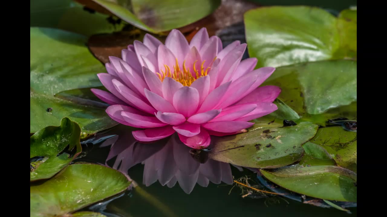 Lord Winter - Water Lily