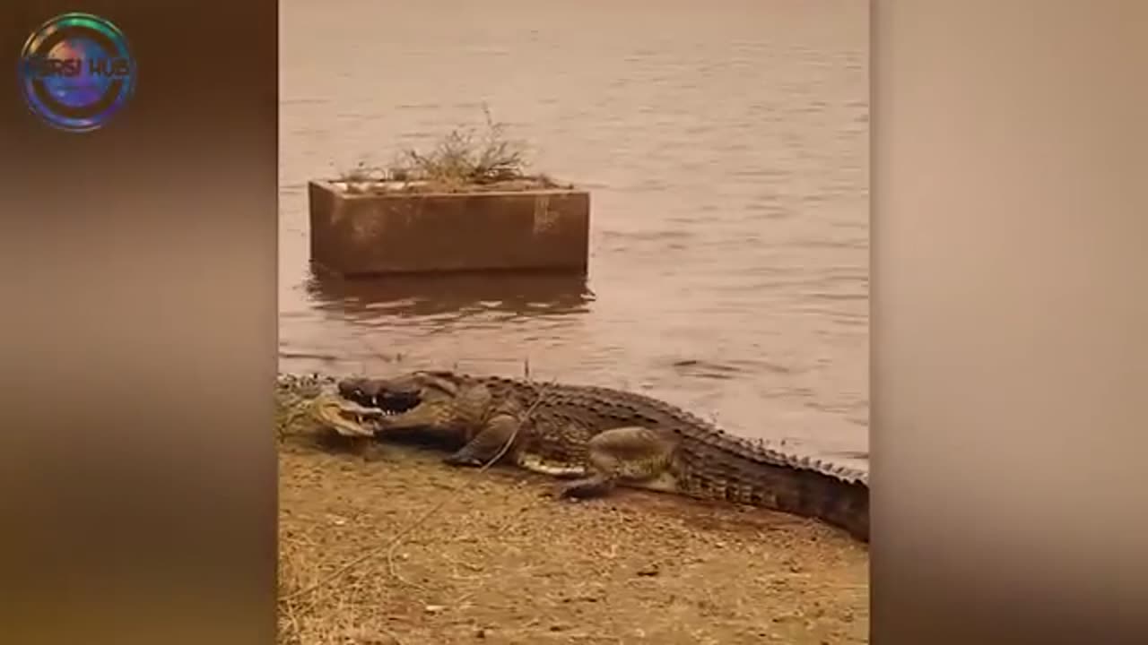 animals