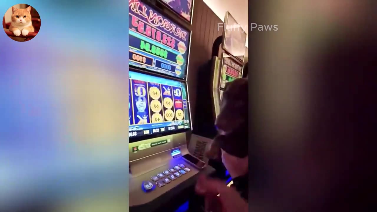 😂 Best of Funny Animals 2025: Cats & Dogs Compilation 🐶😼 - Part 1