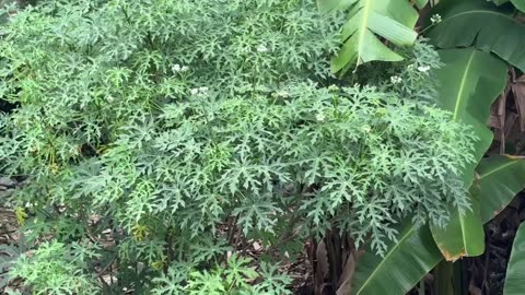 Butterfly Vlog: A Beautiful Moment on a Green Leaf