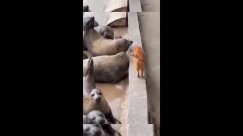 Cute pets