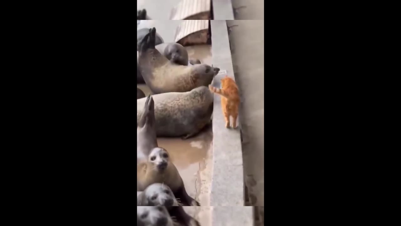 Cute pets