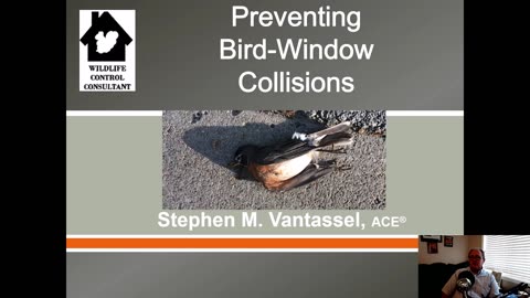 Strategies to prevent birds from colliding into windows