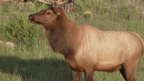 Big bull elk are just so majestic!
