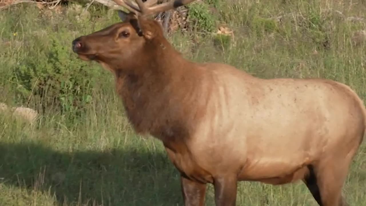 Big bull elk are just so majestic!