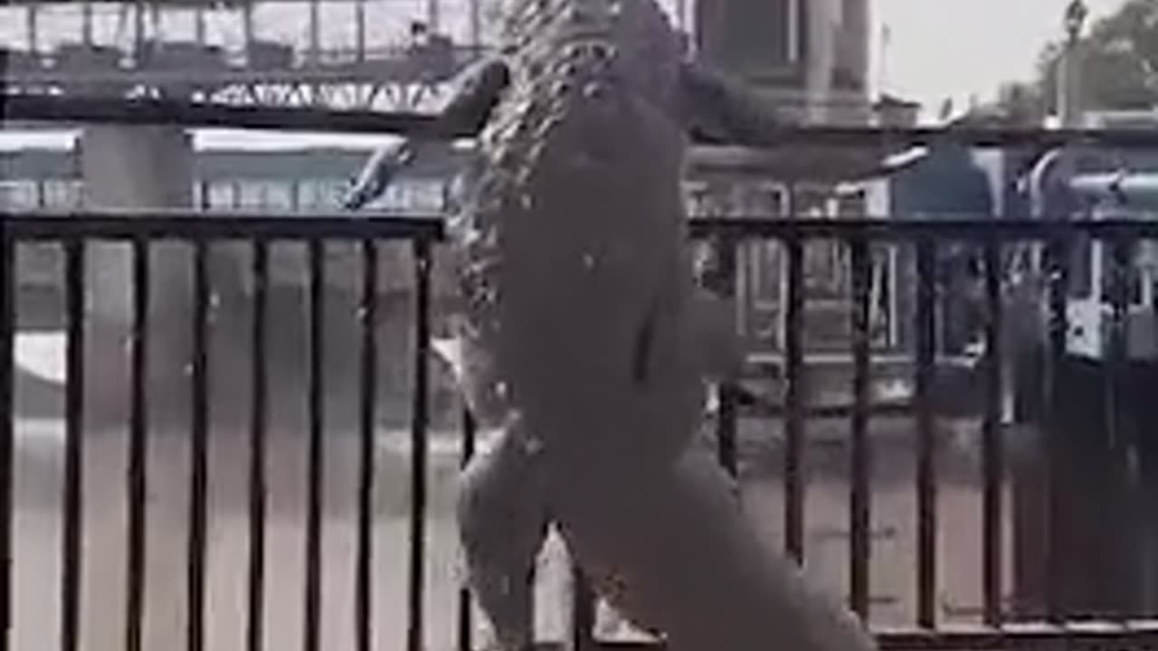 🤣🐊 When You Think You're a Great Climber, But You're Actually Just a Crocodile... | FunFM