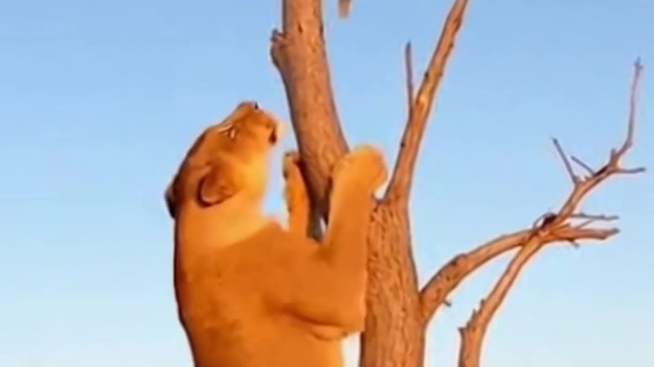 Monkey Fry Pan Fends of Lioness