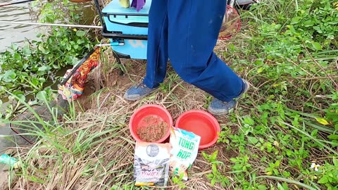 Rudd Spin Fishing in Lake Reed Beds
