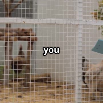 How I Fixed My Stinky Chicken Coop Fast!