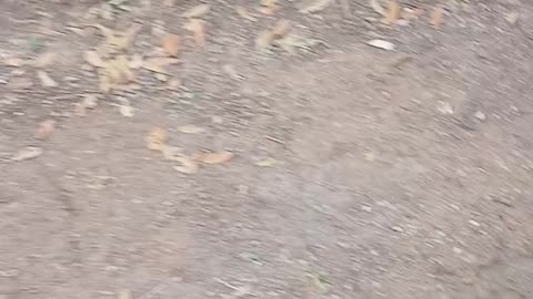 Due to interference at the chapel I started filming it for u tube, causing me to Film my dog.