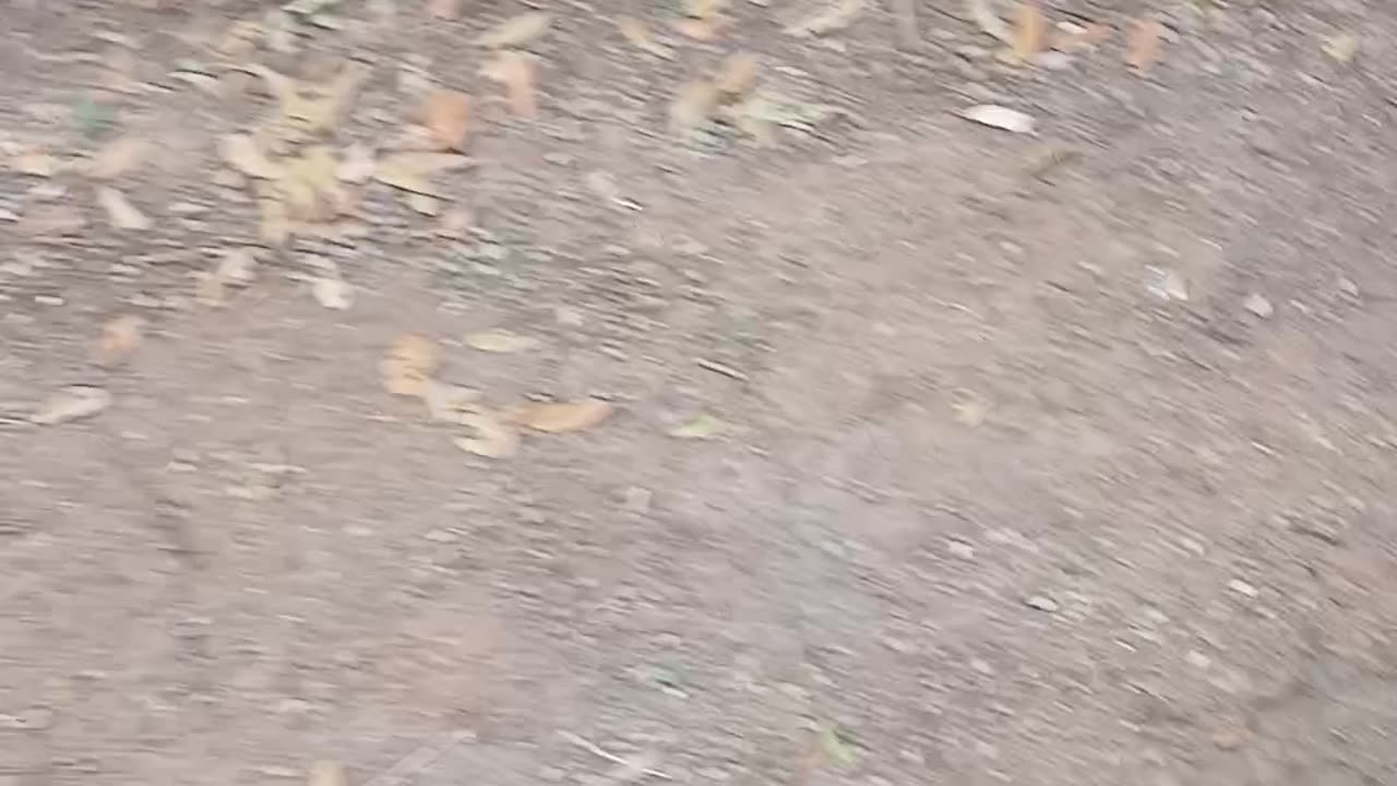 Due to interference at the chapel I started filming it for u tube, causing me to Film my dog.