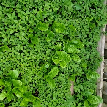 Self-seeding spring vegetable garden