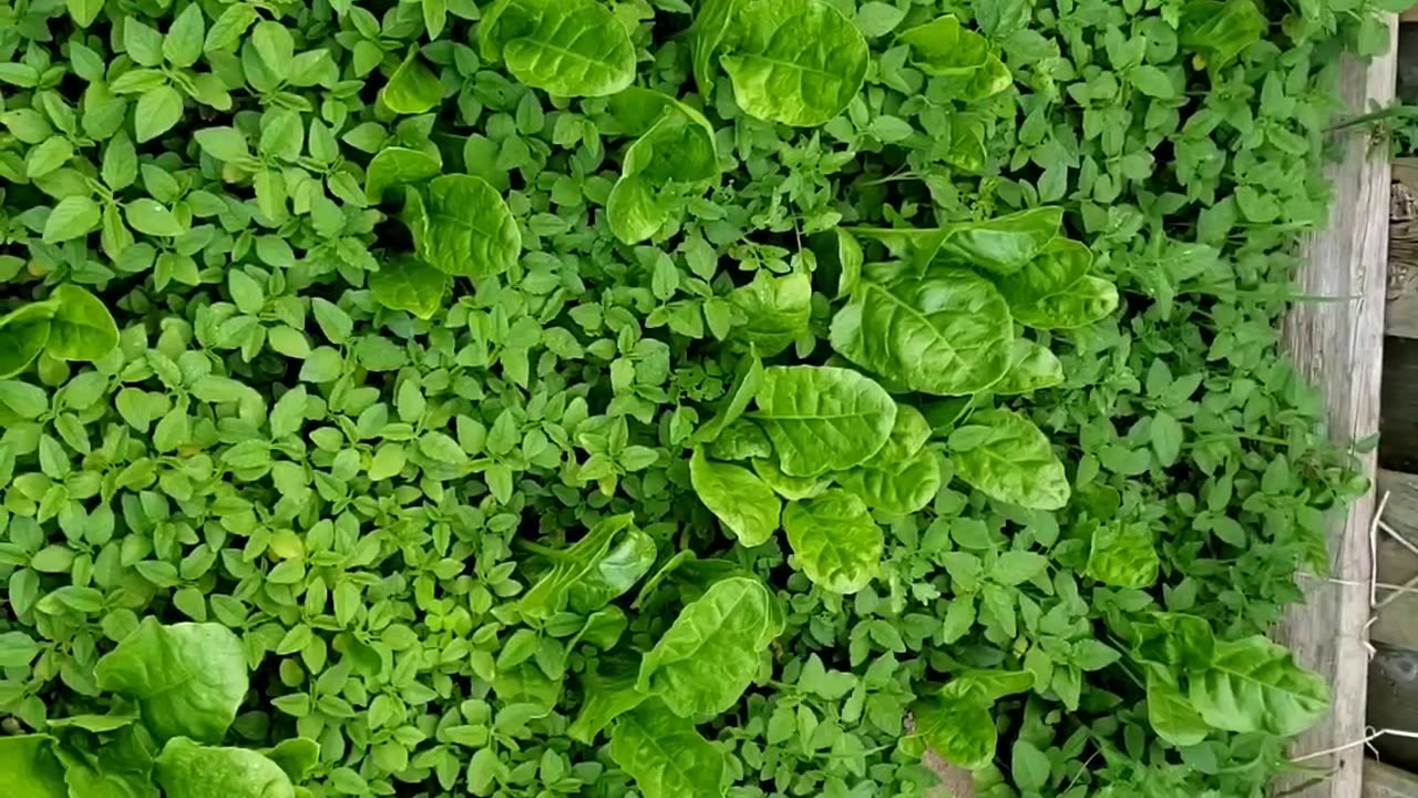 Self-seeding spring vegetable garden